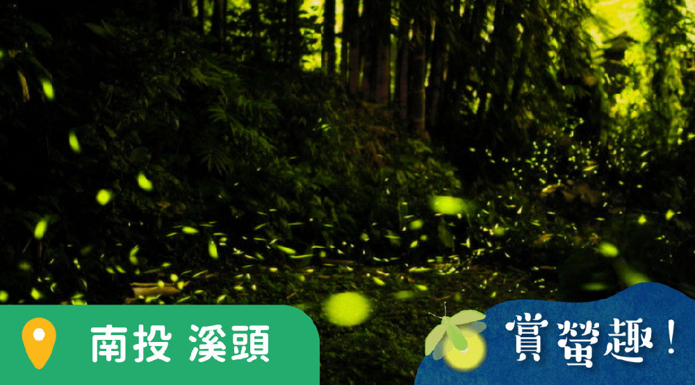 獨家夜間螢火蟲探索體驗